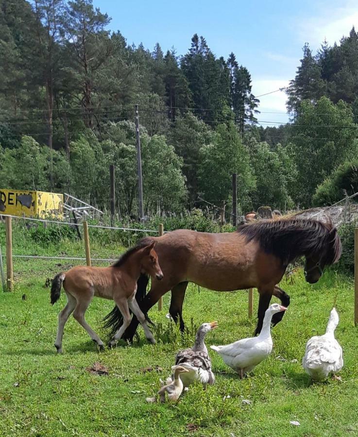 Stall Hav-Vik Farmstay Farsund Exteriér fotografie