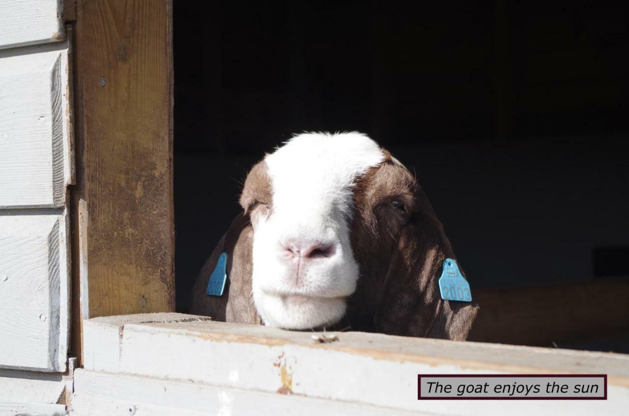 Stall Hav-Vik Farmstay Farsund Exteriér fotografie